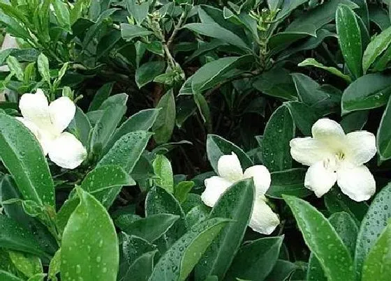 植物百科|非洲茉莉开花吗 开花什么样子