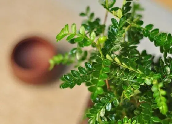 植物繁殖|清香木怎么繁殖