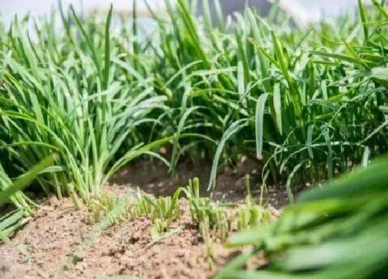 种植管理|栽韭菜的方法和步骤 韭菜栽培技术要点及注意事项