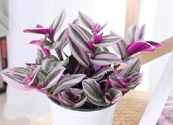 植物浇水|油画吊兰多久浇一次水