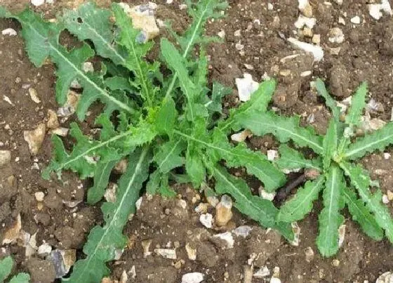 植物百科|紫花苦菜在农村叫什么