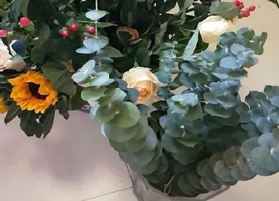 植物百科|尤加利开花吗 开花什么样子