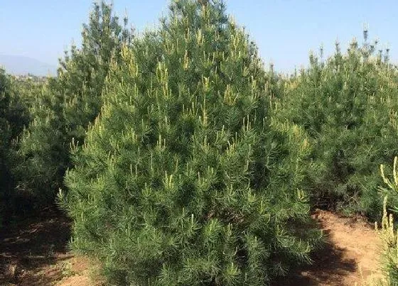 绿植|茶园里适合种什么植物