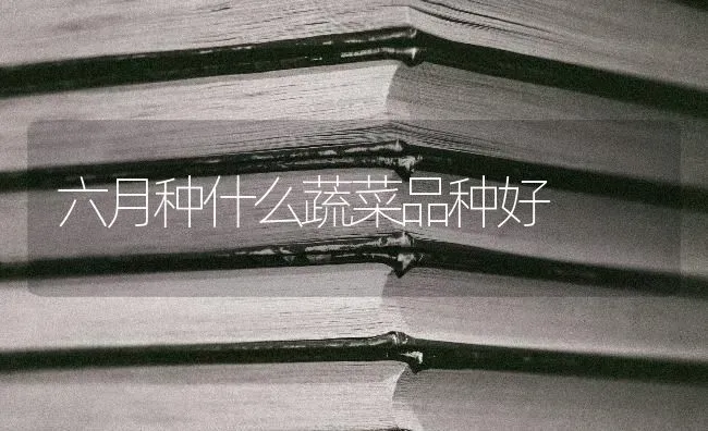 六月种什么蔬菜品种好 | 蔬菜种植