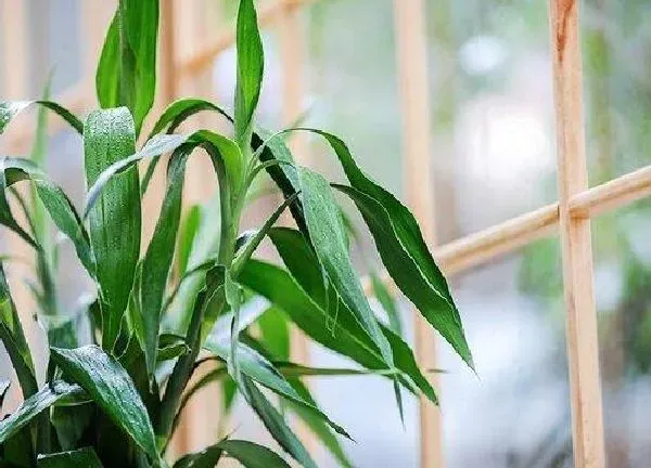 养殖科普|水竹喜阴还是喜阳