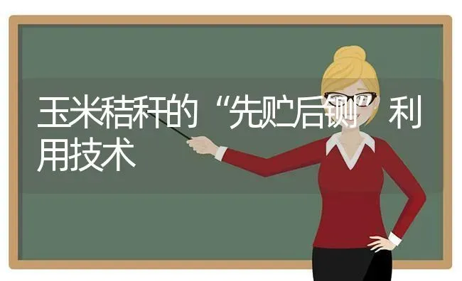 玉米秸秆的“先贮后铡”利用技术 | 粮油作物种植