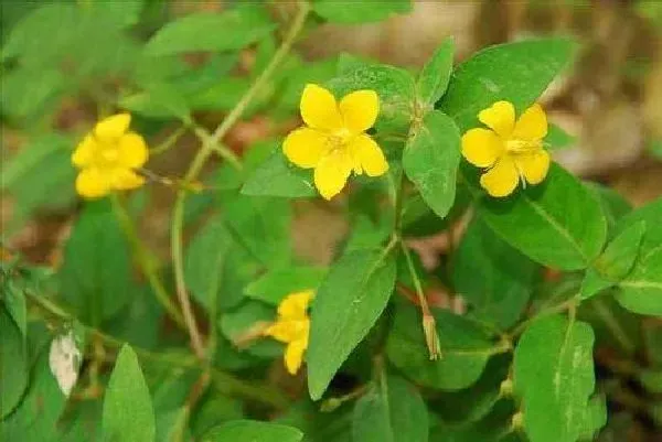 植物移栽|金钱草什么时候分盆最合适 容易成活