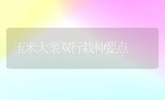 玉米大垄双行栽种要点 | 粮油作物种植