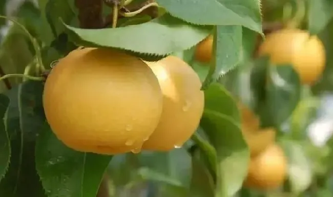 果实科普|我国产量前三的水果（中国哪种水果产量最多排名第一）