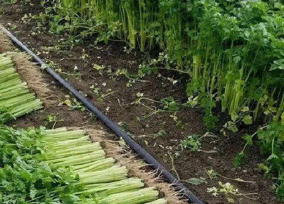 种植方法|香芹菜种植时间和方法 栽培管理技术