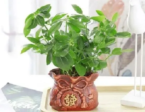 植物百科|鸭脚木可以淋雨吗 下雨天可以放外面淋雨吗