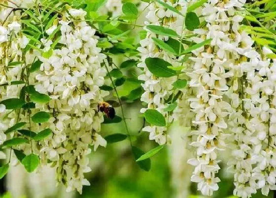 植物毒性|枚槐花有毒吗 可以放在室内养吗