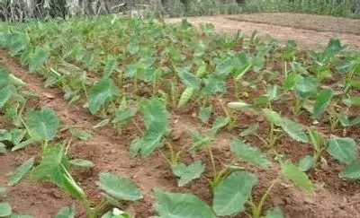 植物施肥|芋头什么时候施肥能高产量，芋头使用肥料名称及施肥时间）