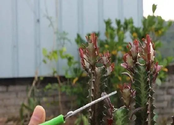 植物修剪|龙骨怎么修剪，修剪时间与方法）