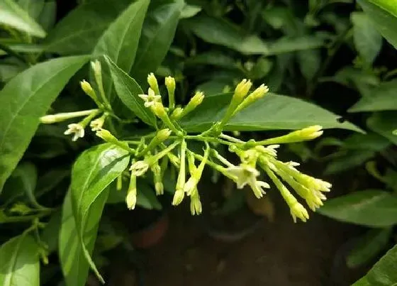 开花时间|夜来香几点开花时间 花期时间是几月
