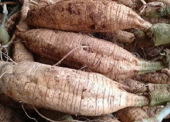 食用须知|葛根是生吃好还是熟吃好
