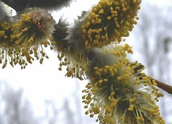 颜色花|柳树的花是什么颜色