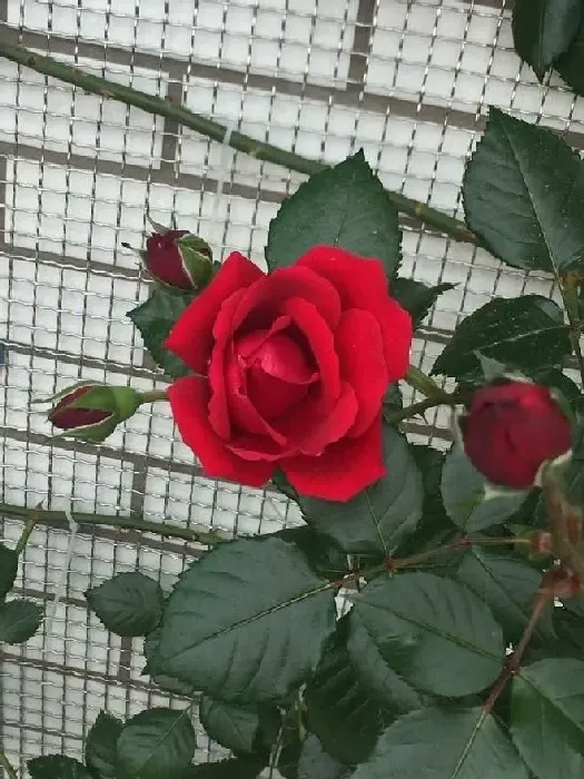 植物百科|御用马车月季优缺点（藤本御用马车耐阴但不香的特点）