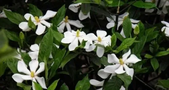 植物施肥|栀子花怎么判断缺肥还是肥大，栀子花不开花缺什么肥料）