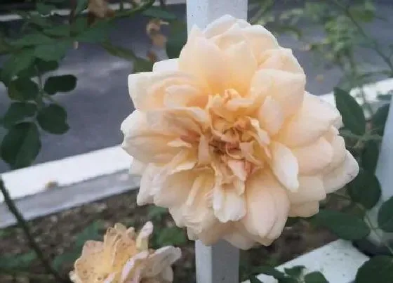 植物种类|月季黄金庆典是藤本还是灌木