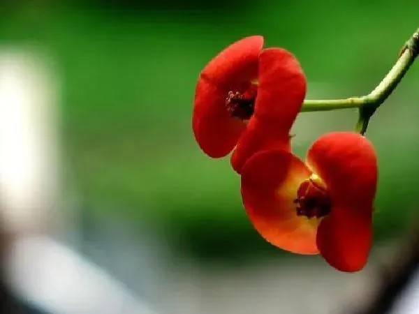 养殖方法|刚买的虎刺梅怎么养护 新买虎刺梅的养殖方法