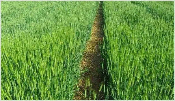 小麦成熟对环境的要求 | 养殖技术