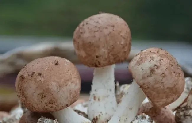 功效常识|姬松茸的功效与作用及食用方法