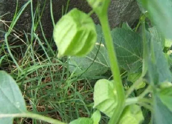 植物百科|响铃草又叫什么名称