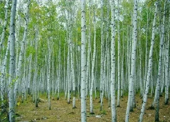 种植管理|杀死树根用什么药最好 除树根让树慢慢死掉的方法