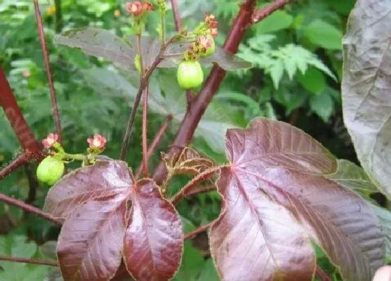 植物排行|大戟科植物有哪些