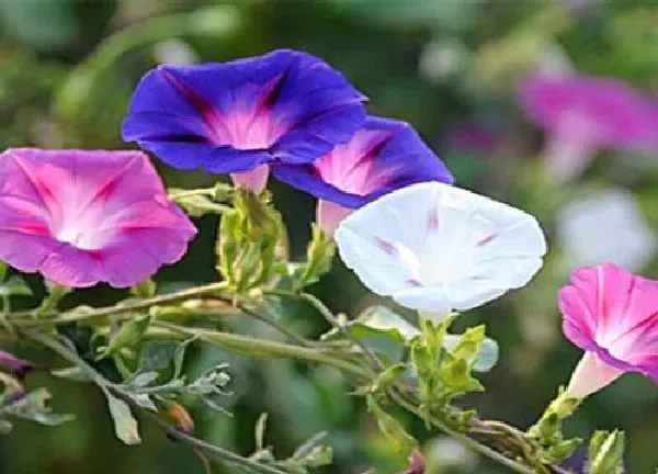 养殖方法|牵牛花怎么养家庭养法