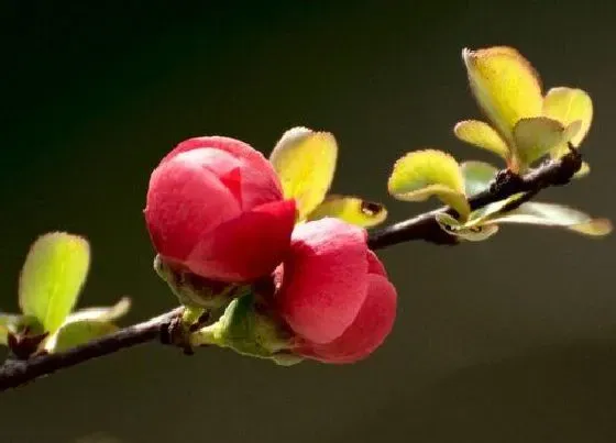 颜色花|长寿冠海棠花是什么颜色的