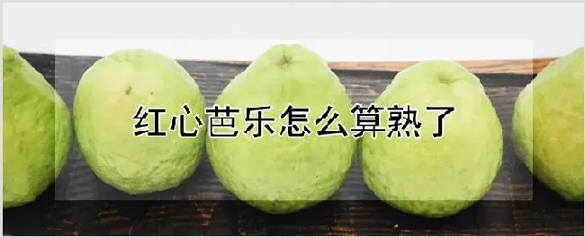 红心芭乐怎么算熟了 | 种植资料