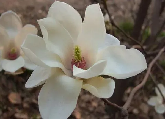 送花|给老师送什么花合适 教师节送什么鲜花寓意好