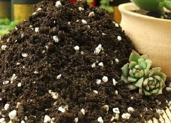 种植土壤|多肉颗粒土怎样自制经济实惠（多肉最简单的配土方法）