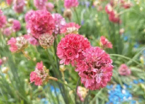 开花时间|海石竹一年开几次花