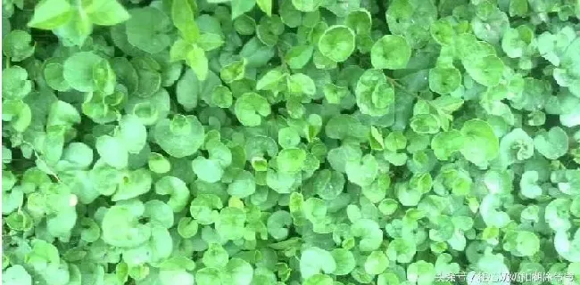 植物百科|金钱草和月亮草的区别