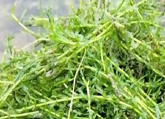 植物播种|伊乐藻种子怎么种植