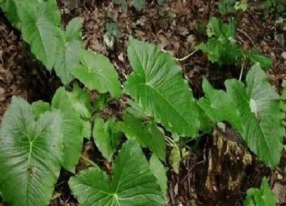 植物播种|独角莲种子怎么种植