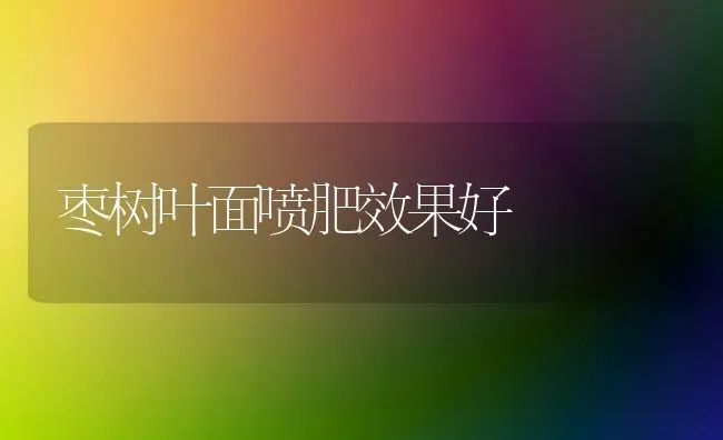 枣树叶面喷肥效果好 | 瓜果种植