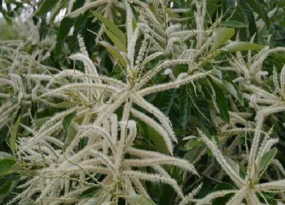 植物百科|板栗树开花吗 开花什么样子