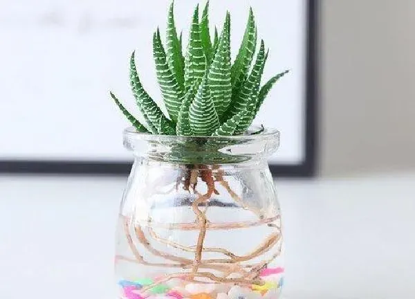 植物移栽|十二卷上盆时间与养护方法