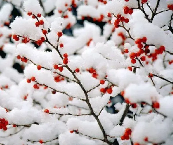植物浇水|雪水浇花好不好（下雪化的水浇花有什么好处）
