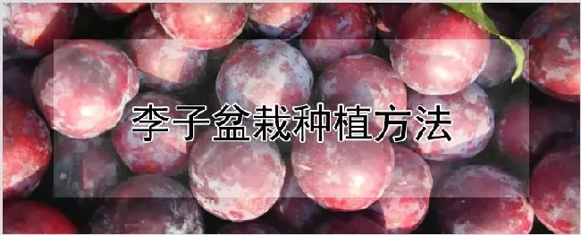李子盆栽种植方法 | 农业技术