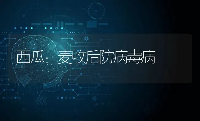西瓜：麦收后防病毒病 | 瓜果种植