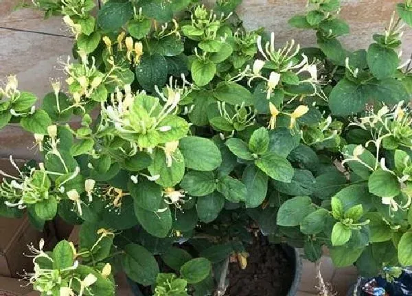 养殖科普|金银花喜阴还是喜阳光的植物