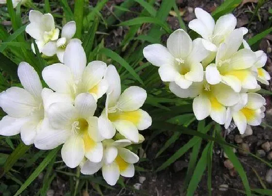 种植管理|小苍兰几月份种植合适