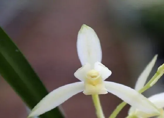 开花时间|兰花是四季开花吗