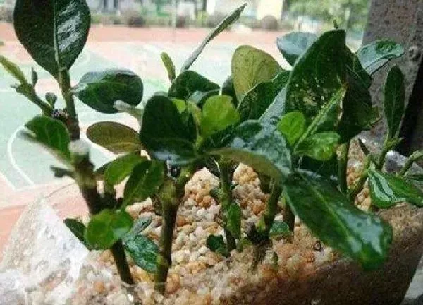 植物扦插|栀子可以扦插吗