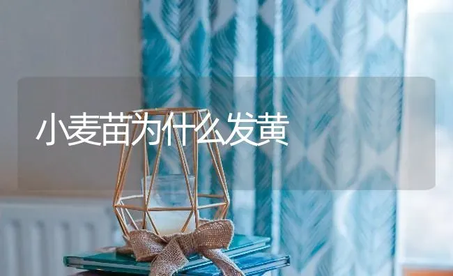 小麦苗为什么发黄 | 粮油作物种植